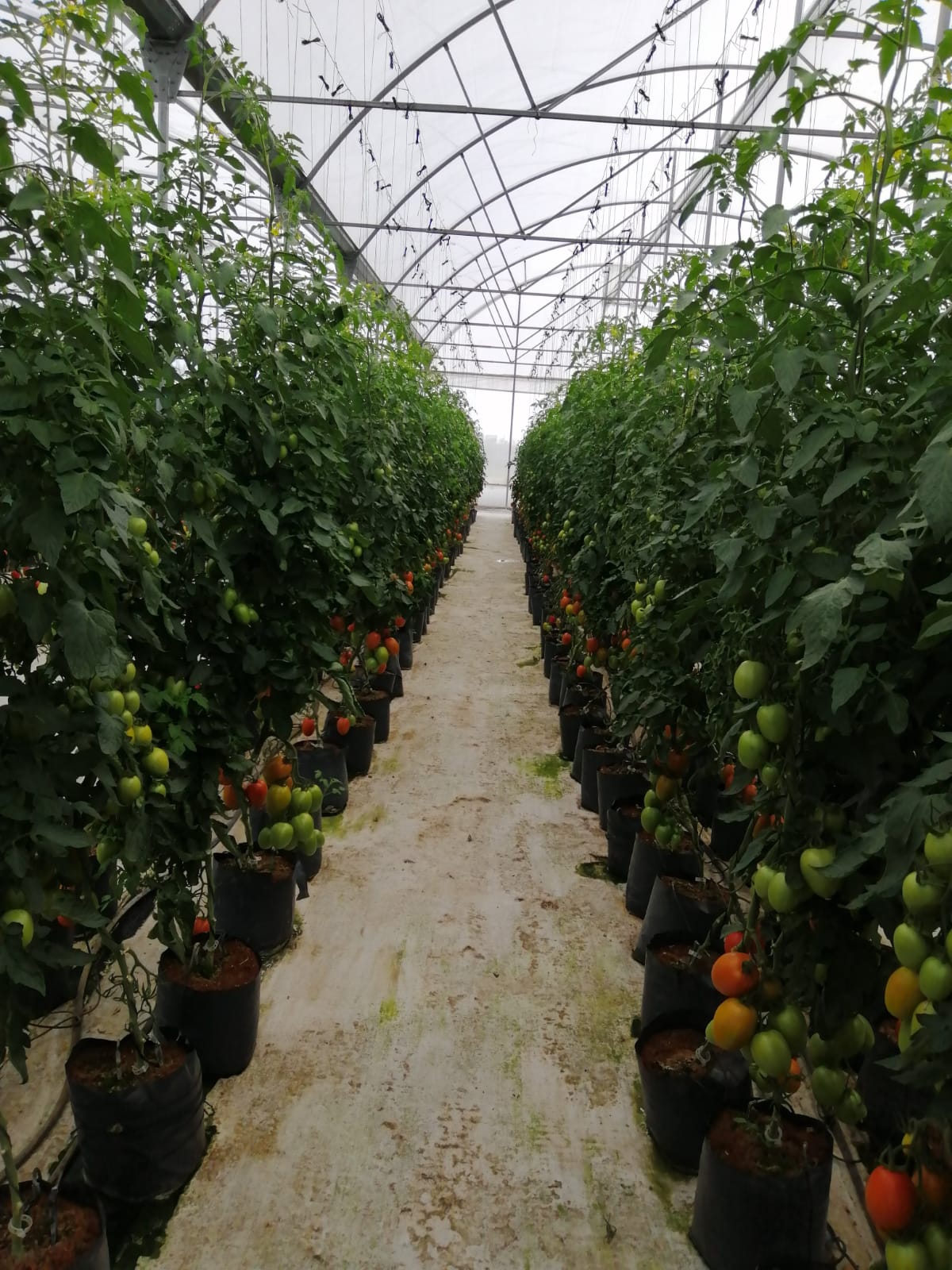 El cultivo de tomate en invernadero